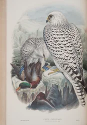 Falco Candicans, tallrik från The Birds of Great Britain av John Gould, publicerad 1862-73 (handfärgad lito)